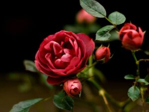 rose_day_special2