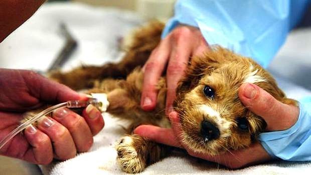 Know When Your Pets Needs an Emergency Care and How to Be Prepared for It