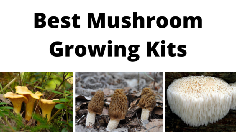 Guide to Buy Edible Mushrooms Grow Kits to Harvest Healthy and Tasty Mushrooms