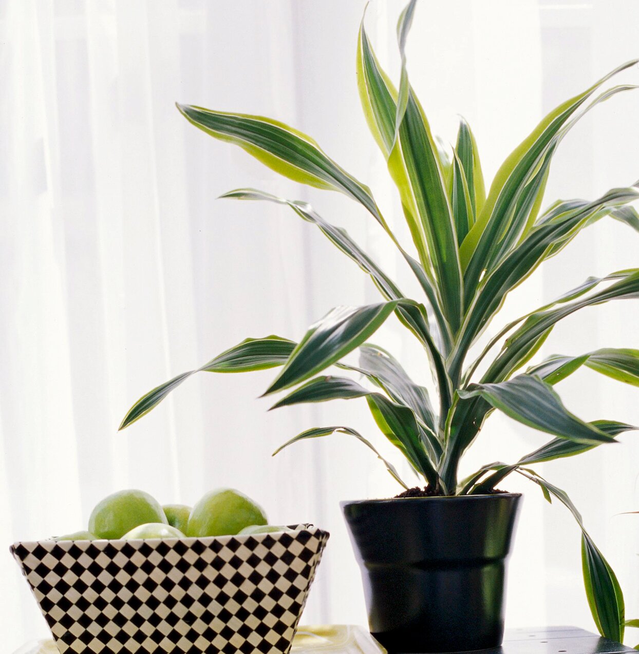 The Best Benefits Of The Dracaena Plant