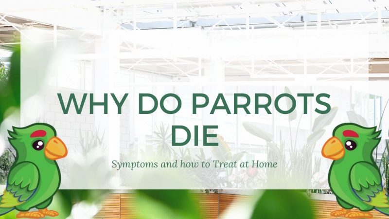 Why Do Parrots Die? Symptoms and Treatment at Home?