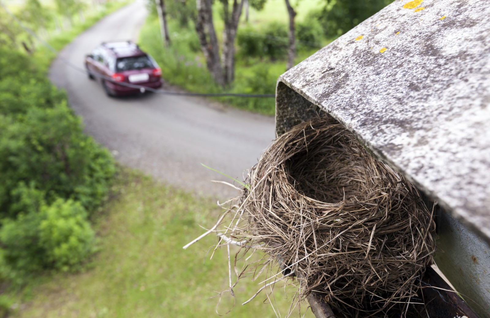 Do You Have Bird Nesting Control on Your Property