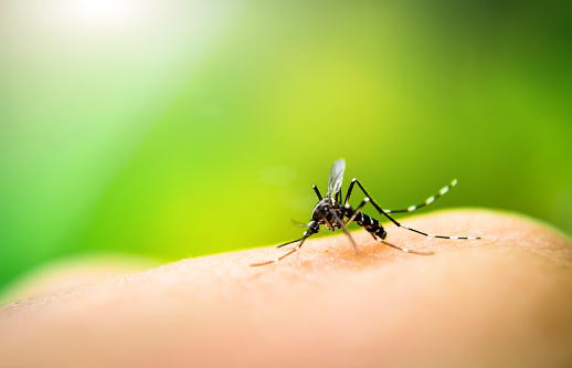 What is dengue hemorrhagic fever?