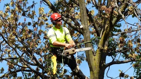 Benefits of Hiring a Residential Tree Removal Service
