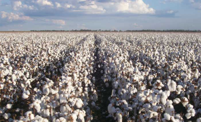 How to start a cotton farming Business
