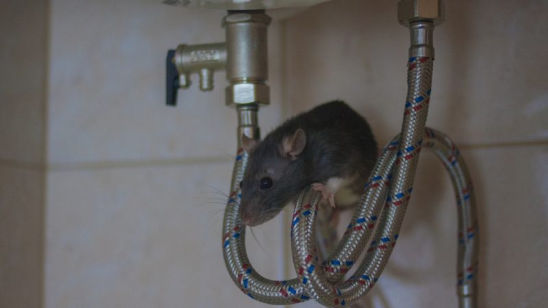 Can Rats Enter Your Home Through Drain Pipes?