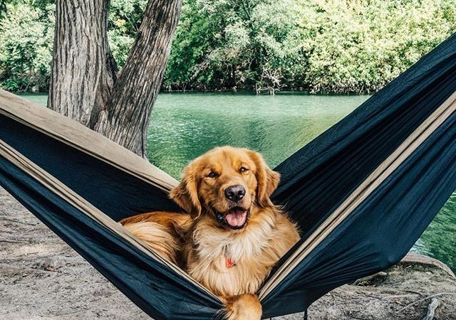 How to Choose the Best Dog Seat Cover Hammock
