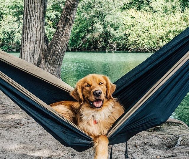 How to Choose the Best Dog Seat Cover Hammock
