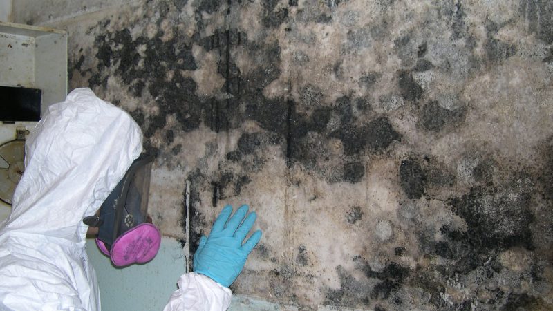 How to Choose a Mold Remediation Company